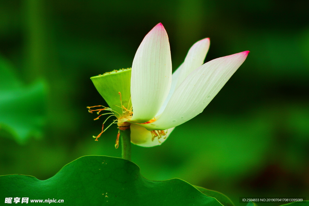花瓣