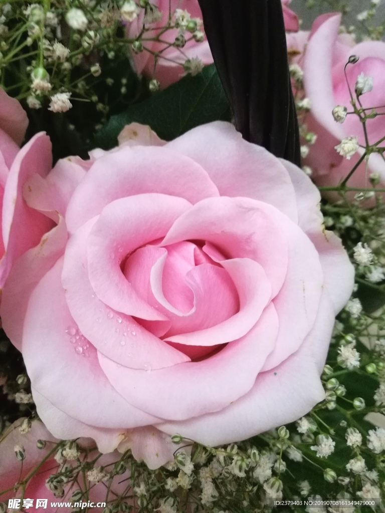 一朵粉色玫瑰花