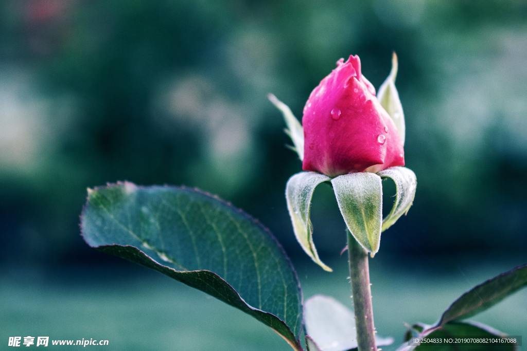 月季花