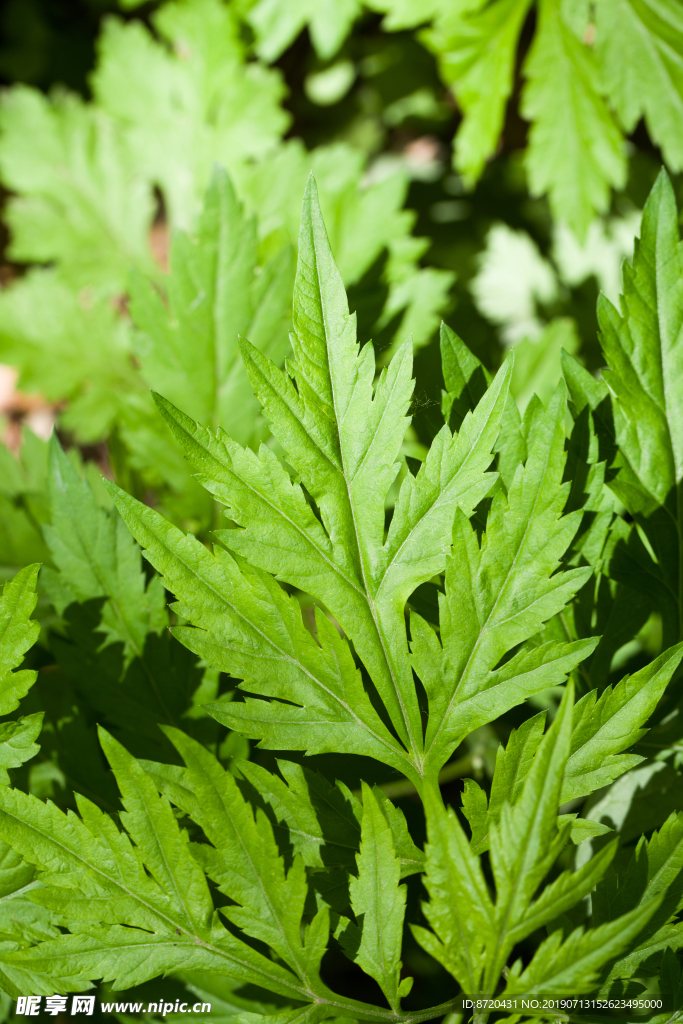 INS北欧风格绿色绿叶植物