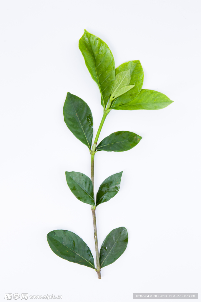 绿叶绿植INS简约风格叶子夏天