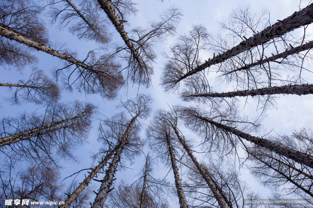 树林仰拍冬日森林蓝天
