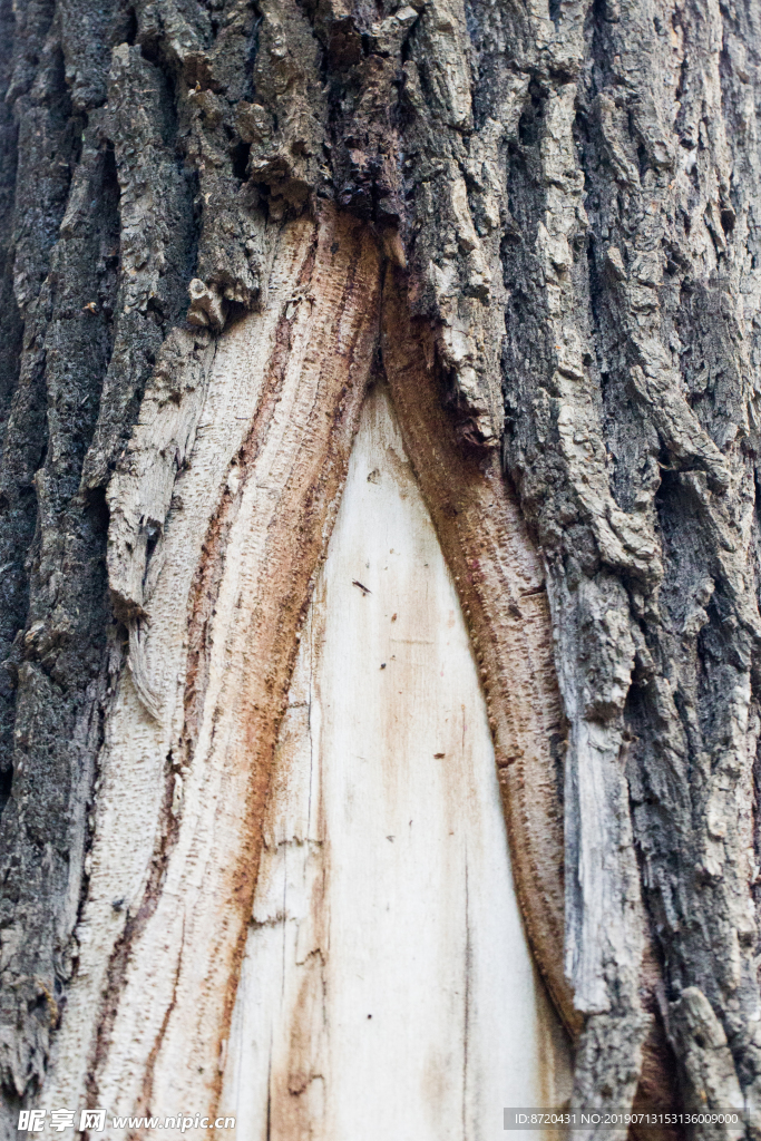 树皮树木纹理竖版老树