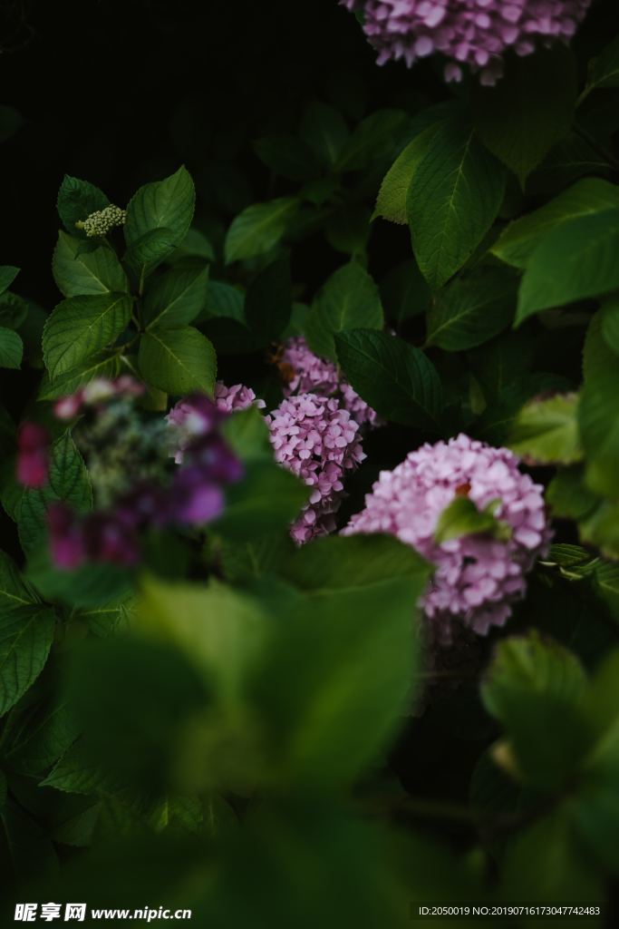花草 照片 绣球花 粉色 绿色