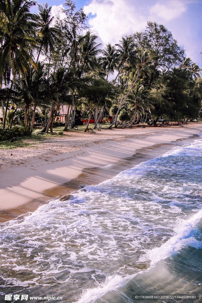 夏天沙滩海边椰子树