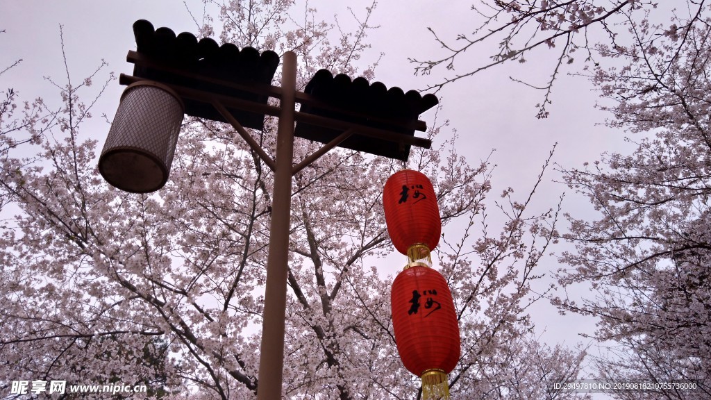 樱花