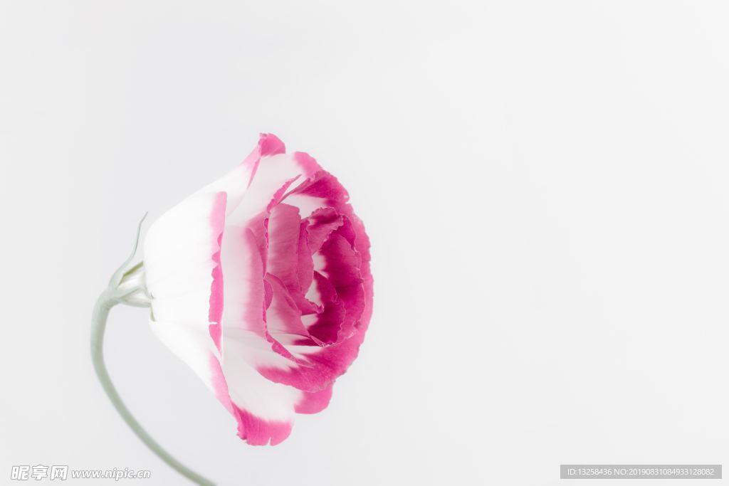 粉色花朵植物花蕊背景