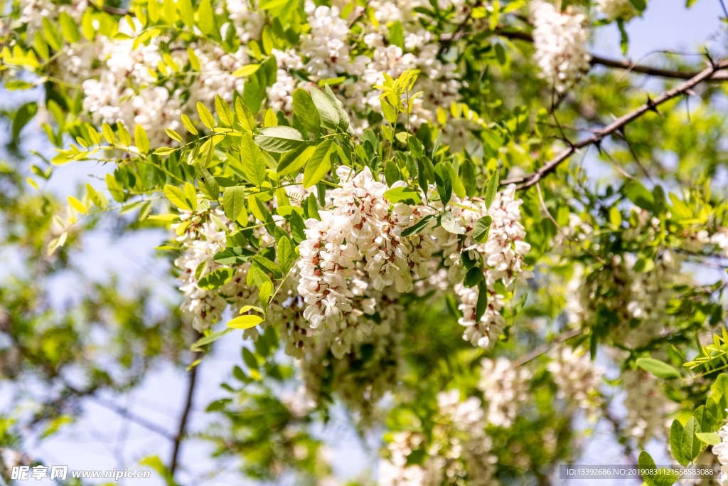 山荆子 山丁子 树花 树