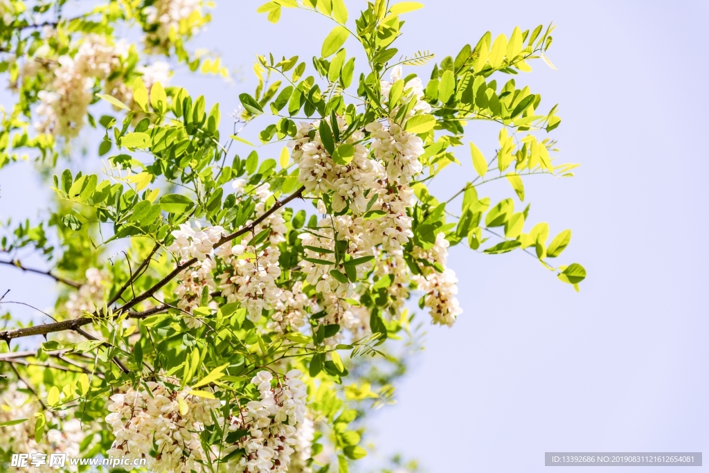 山荆子 山丁子 树花 树