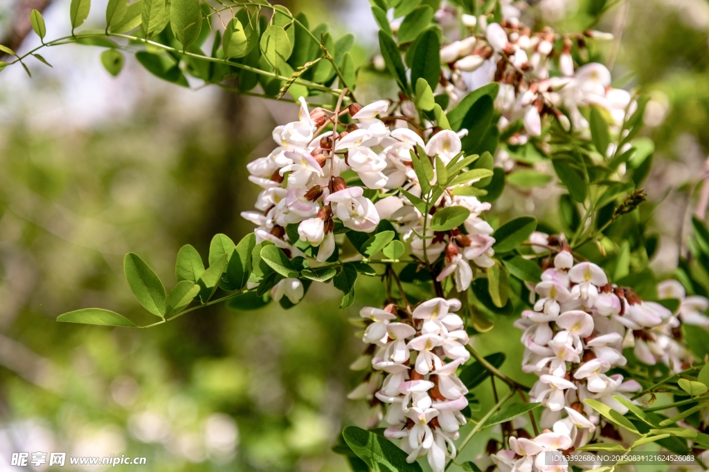山荆子 山丁子 树花