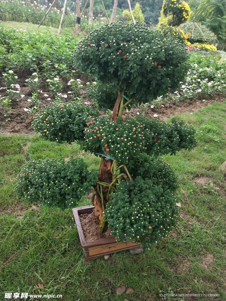 菊花树