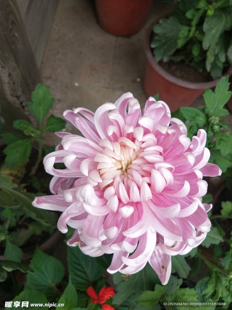 菊花
