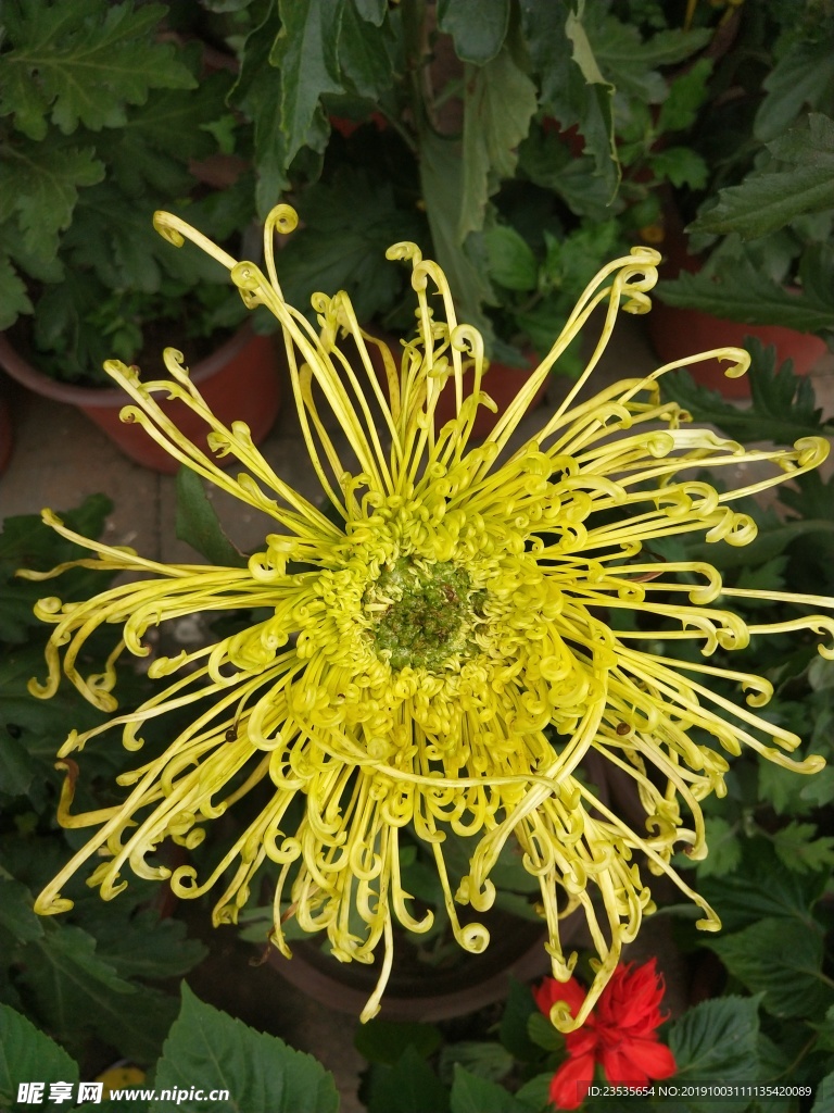 金丝菊