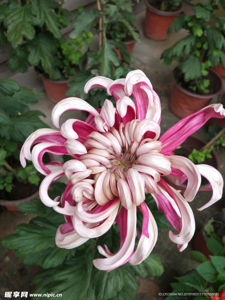 菊花