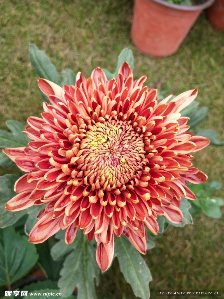 菊花