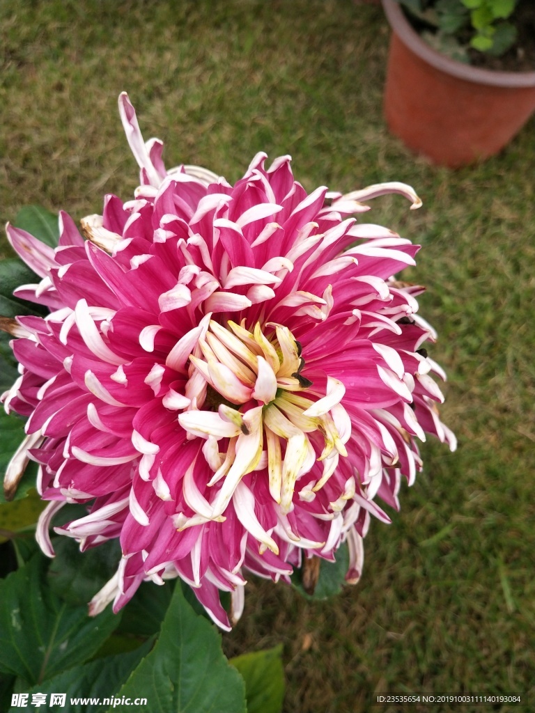 菊花