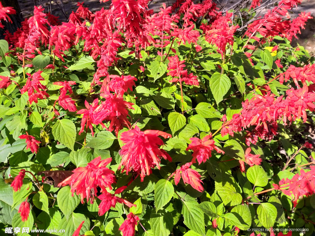 鲜花 一串红 花卉