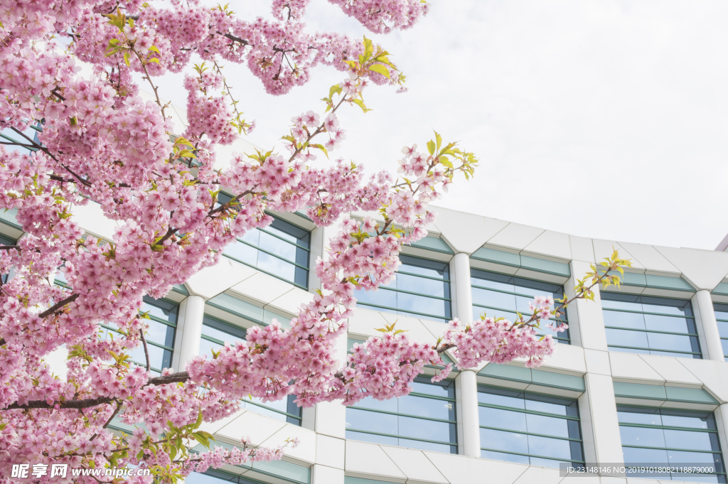 美丽樱花树樱花花瓣高清摄影