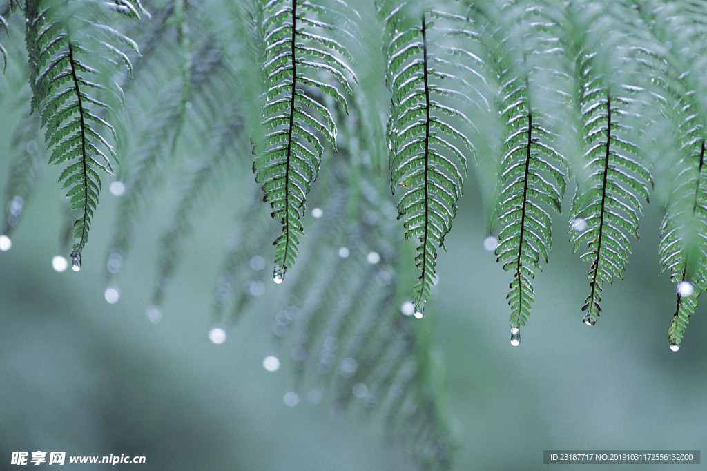 阳光 生态 植物  蓝天 山水