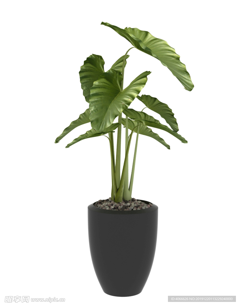 芭叶植物3d模型