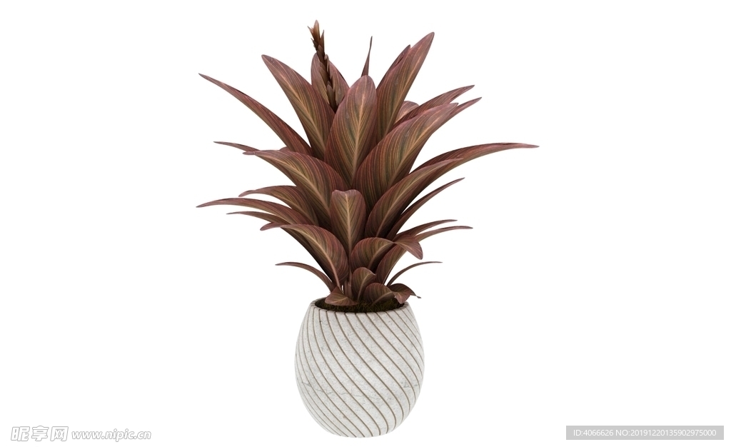 红色剑叶植物3d模型