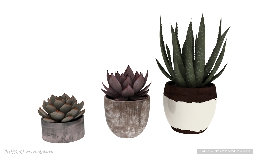多肉植物3d模型