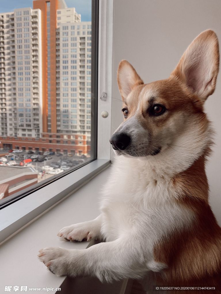 好奇地宠物狗 萌宠