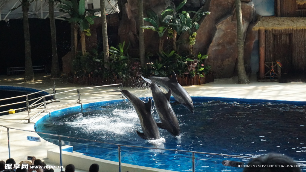 海豚表演