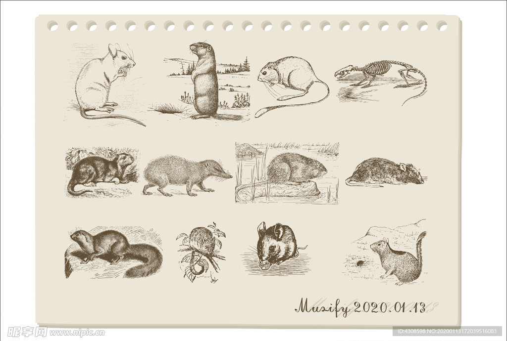 啮齿类动物素描图