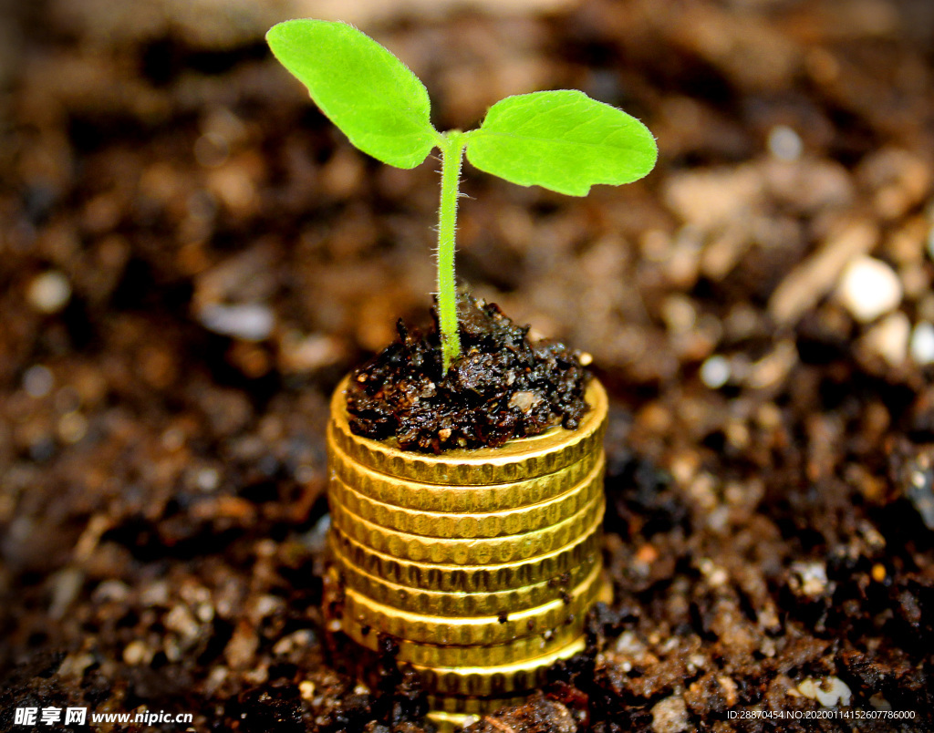土壤里财富与年幼植物财富上涨