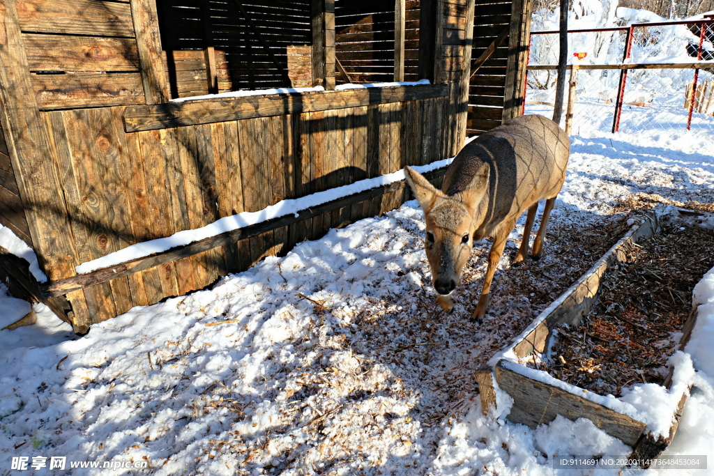雪中鹿