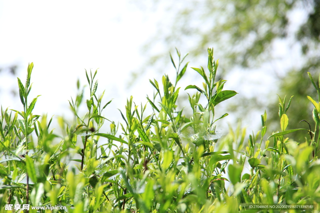 茶园茶山上的绿茶