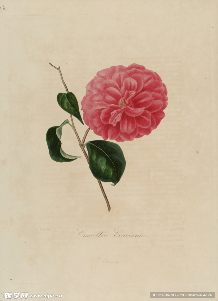 手绘插画 茶花 装饰画 图谱