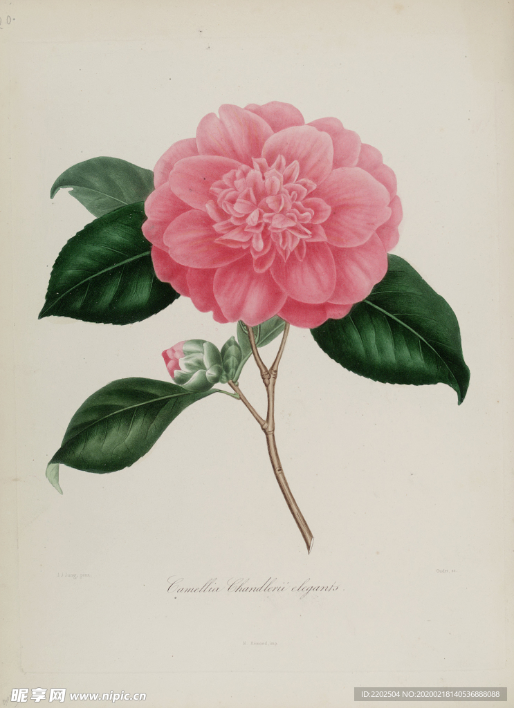 手绘插画 茶花 装饰画 图谱