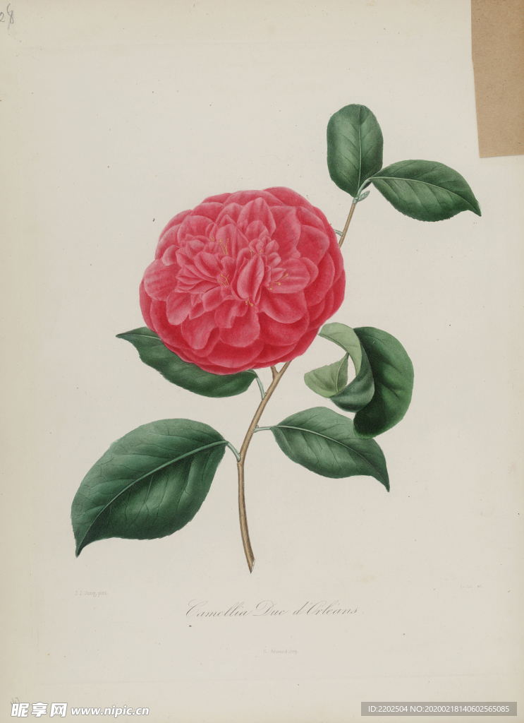 手绘插画 茶花 装饰画 图谱