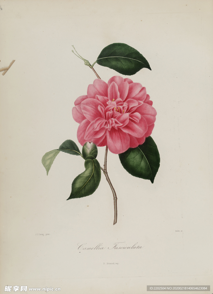 手绘插画 茶花 装饰画 图谱