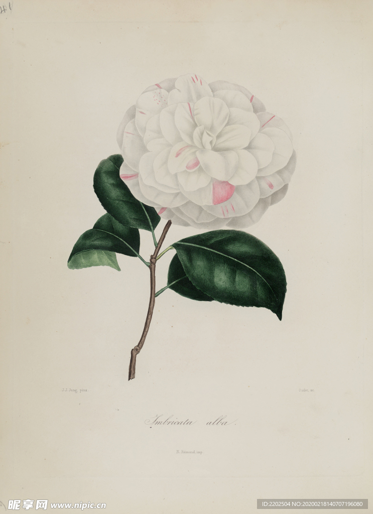 手绘插画 茶花 装饰画 图谱