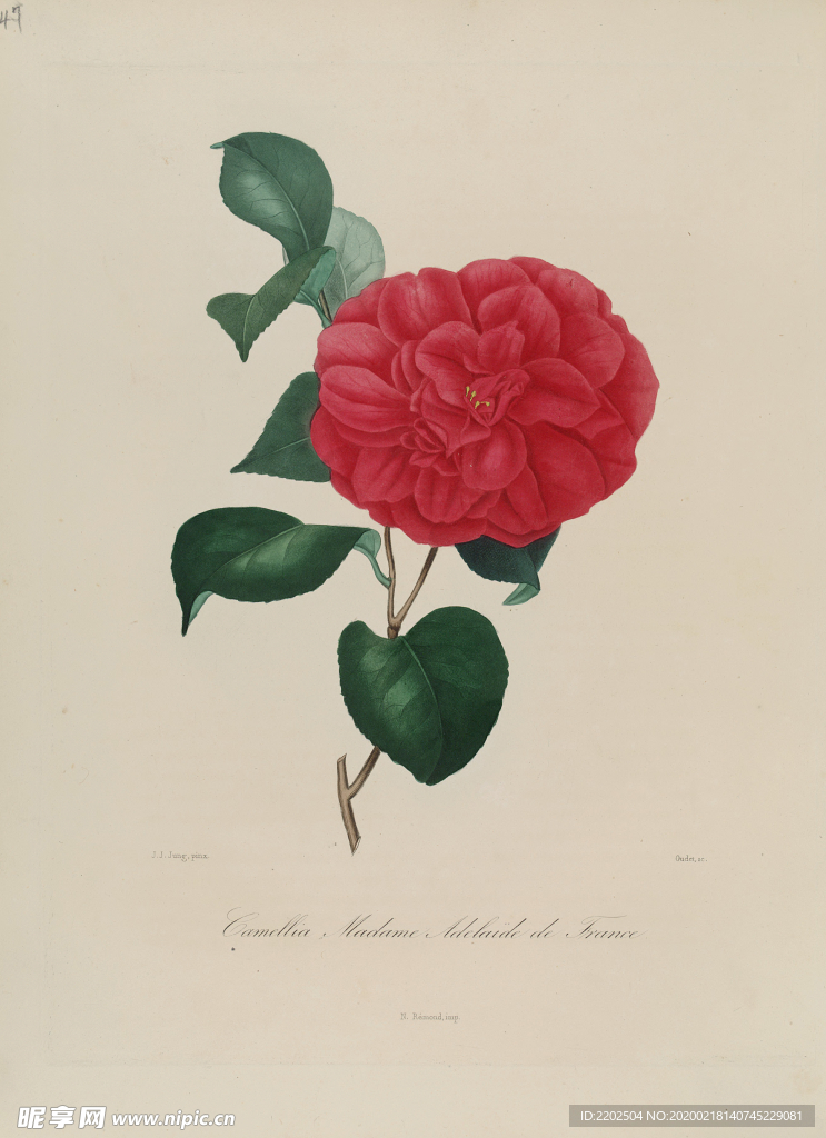 手绘插画 茶花 装饰画 图谱