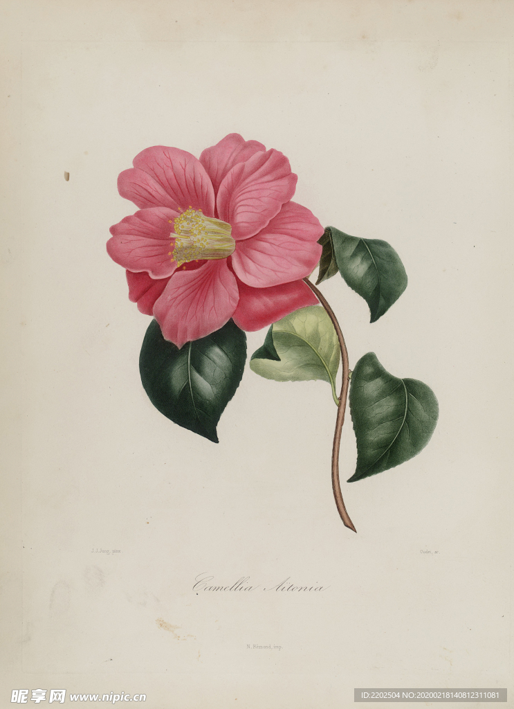 手绘插画 茶花 装饰画 图谱