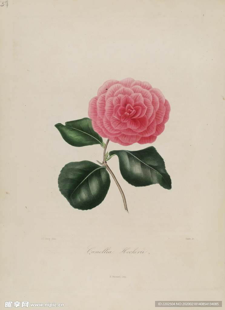 手绘插画 茶花 装饰画 图谱