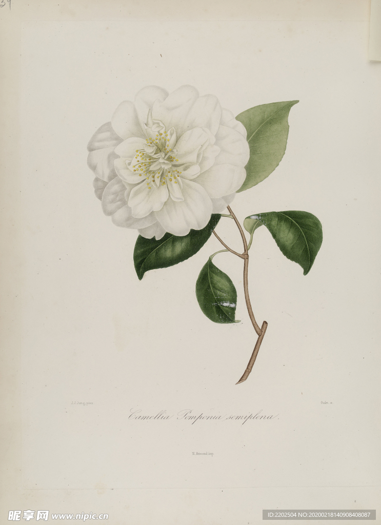 手绘插画 茶花 装饰画 图谱