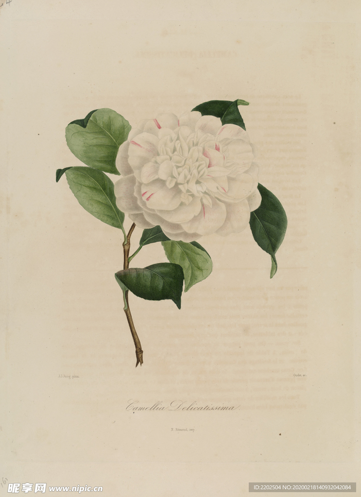 手绘插画 茶花 装饰画 图谱