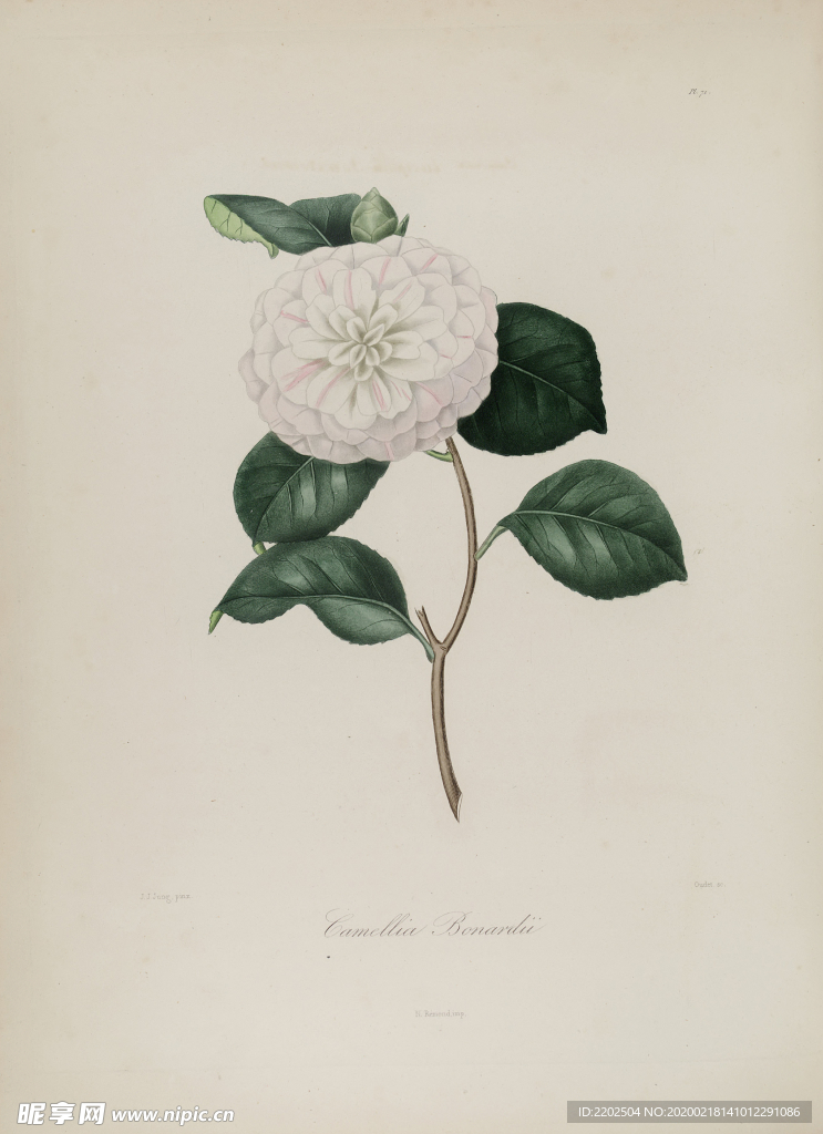 手绘插画 茶花 装饰画 图谱