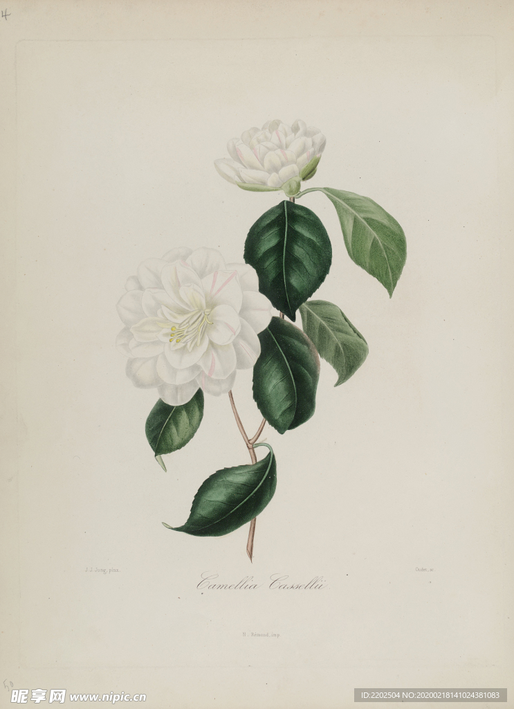 手绘插画 茶花 装饰画 图谱