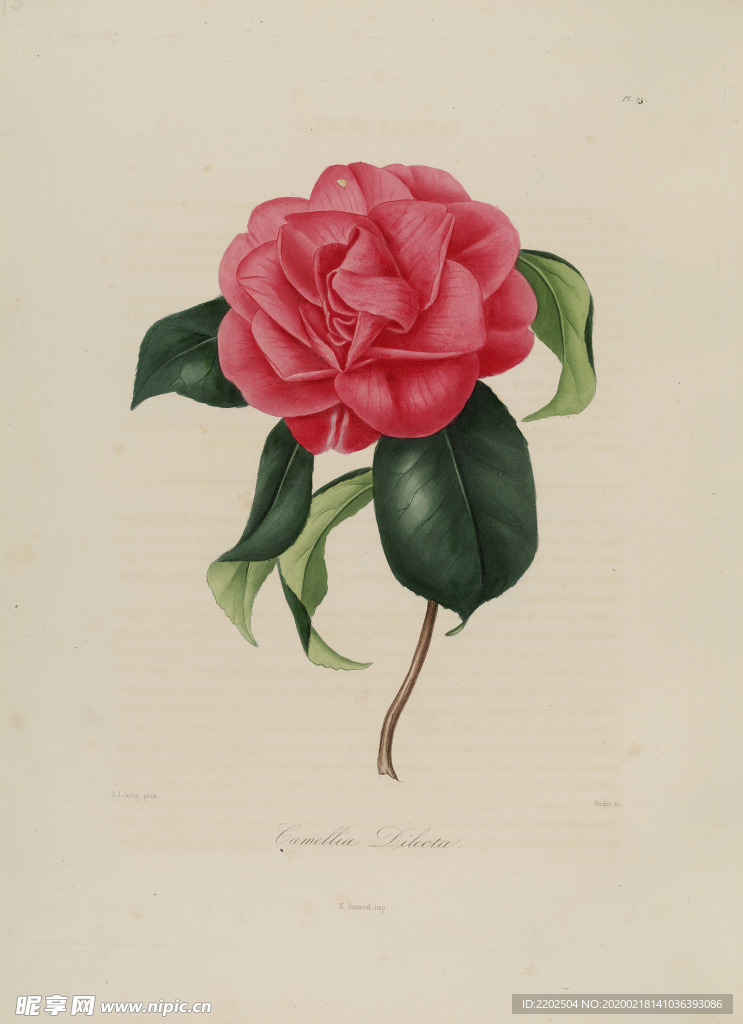 手绘插画 茶花 装饰画 图谱