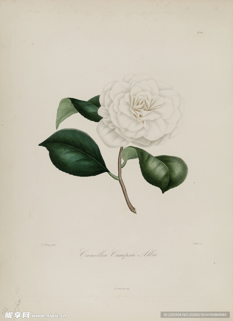 手绘插画 茶花 装饰画 图谱