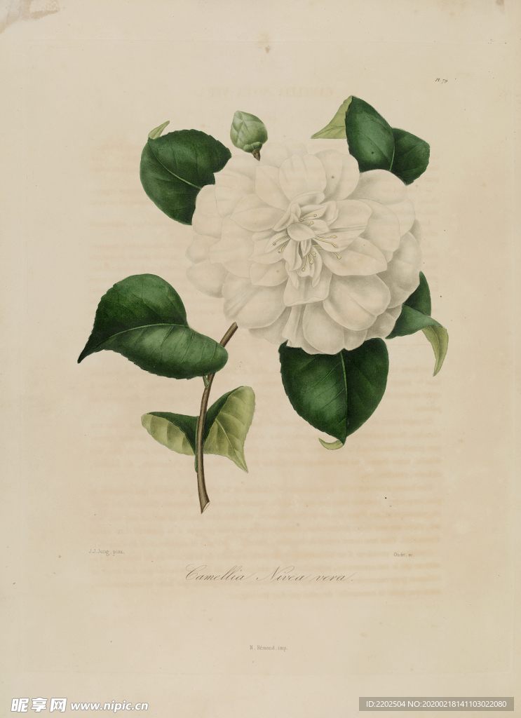 手绘插画 茶花 装饰画 图谱