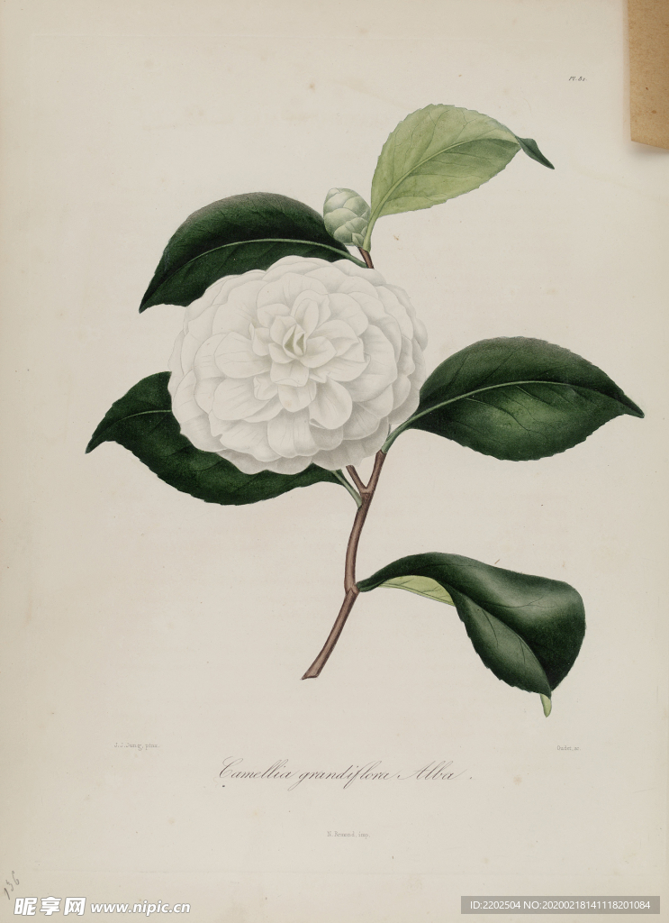 手绘插画 茶花 装饰画 图谱