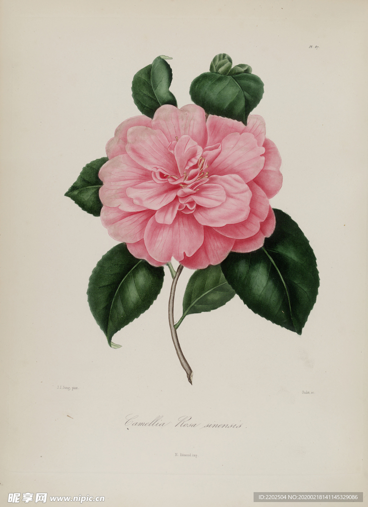 手绘插画 茶花 装饰画 图谱