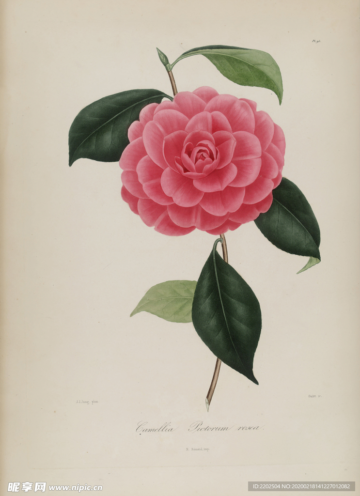 手绘插画 茶花 装饰画 图谱